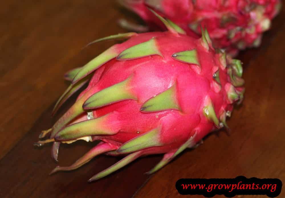 Dragon fruit