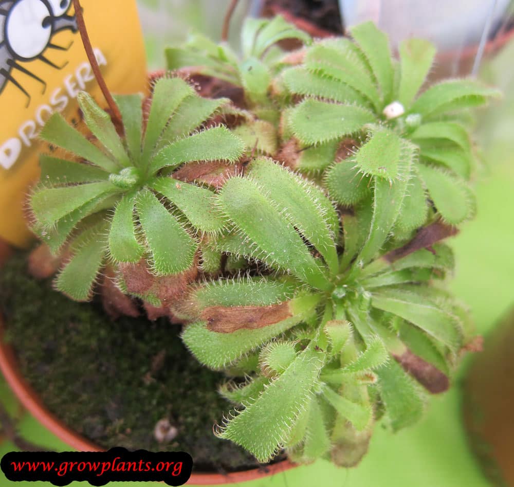 Drosera aliciae How to grow & care