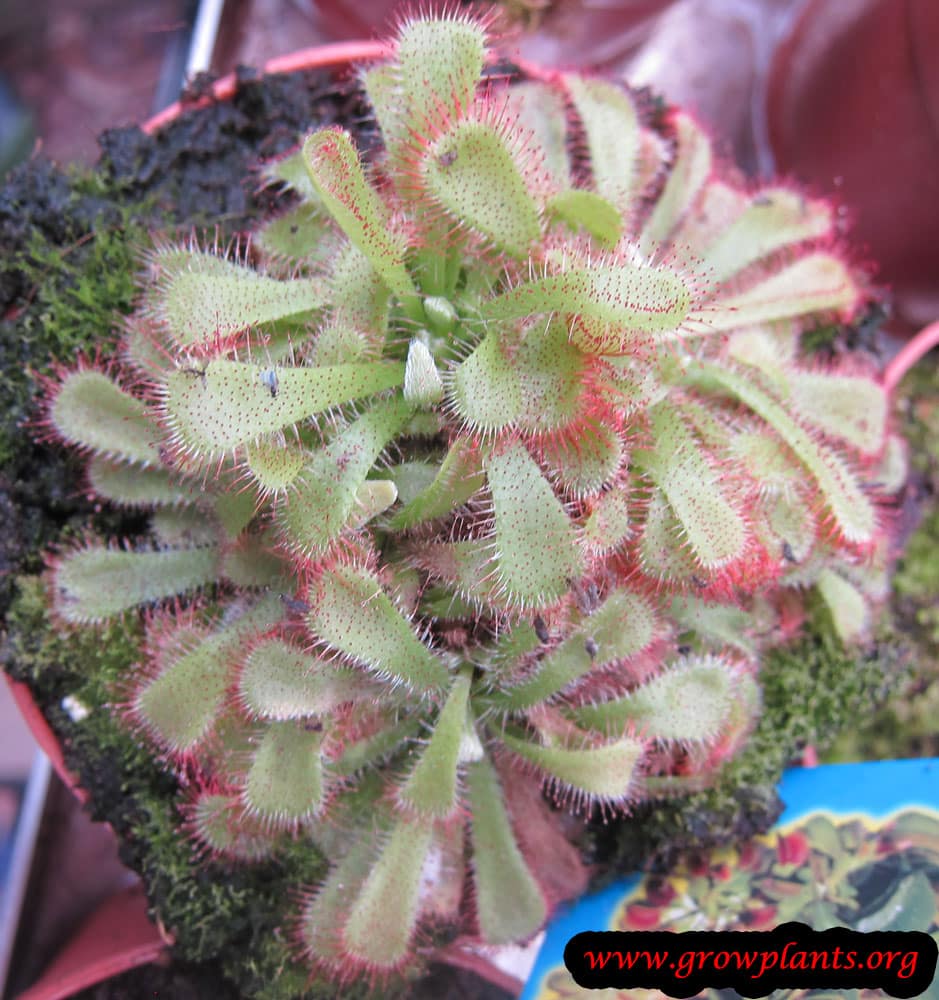 Drosera spatulata
