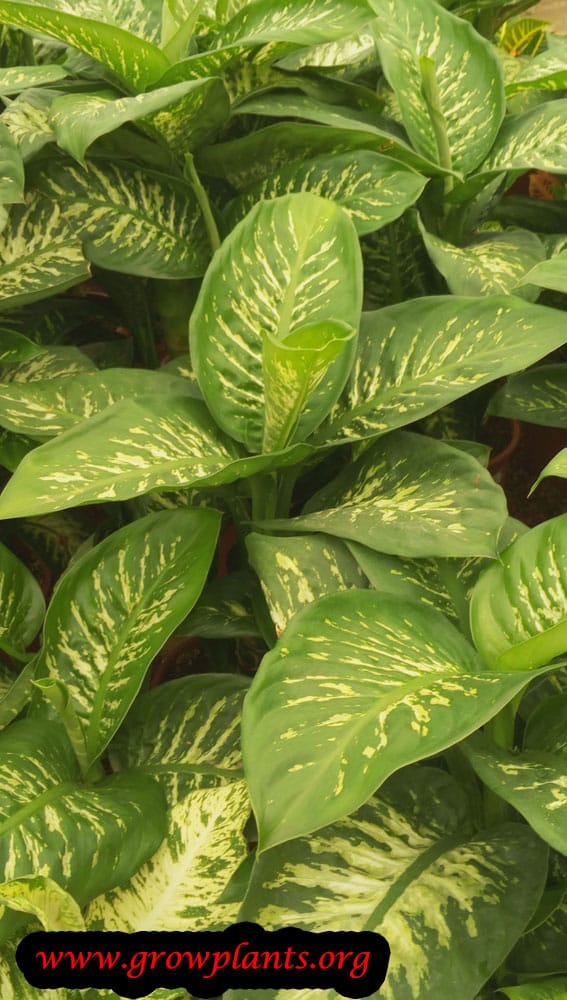Dumb cane How to grow & care