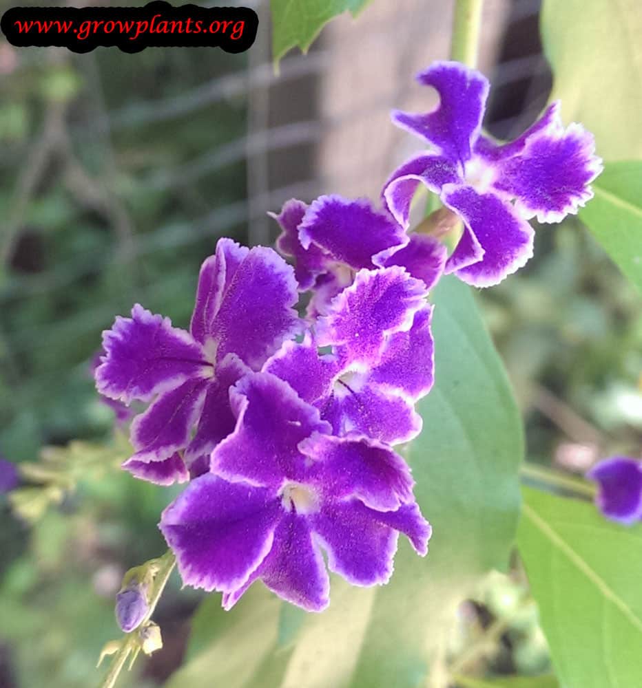 Growing Duranta erecta flowers