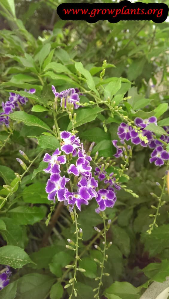 Duranta erecta plant care