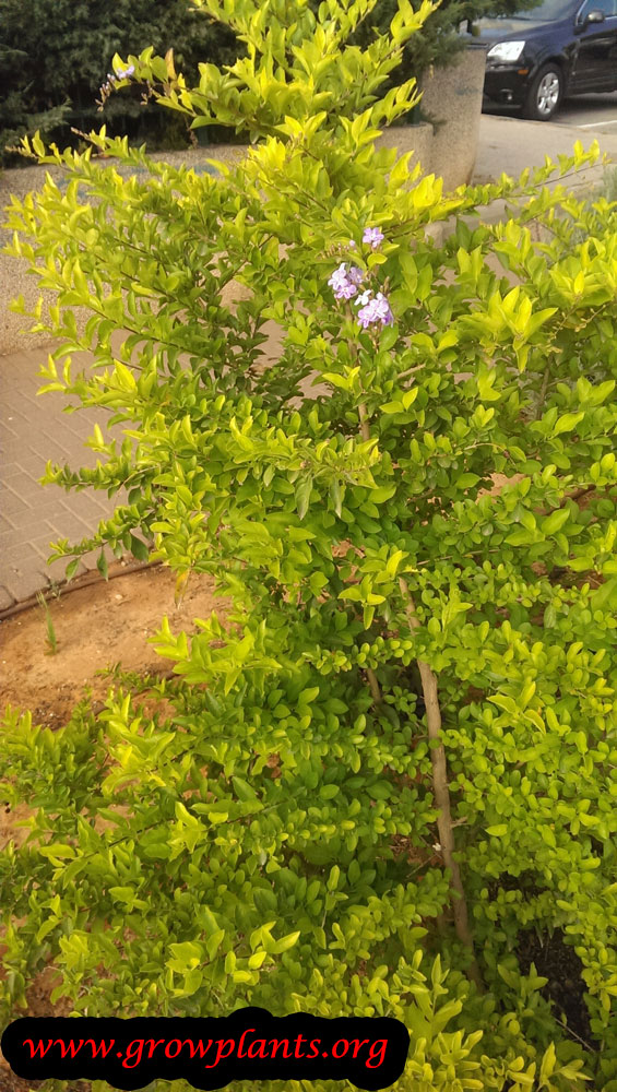 Duranta erecta plant