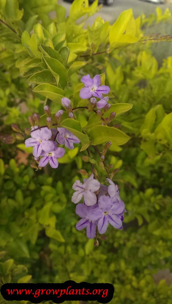 Duranta erecta grow information