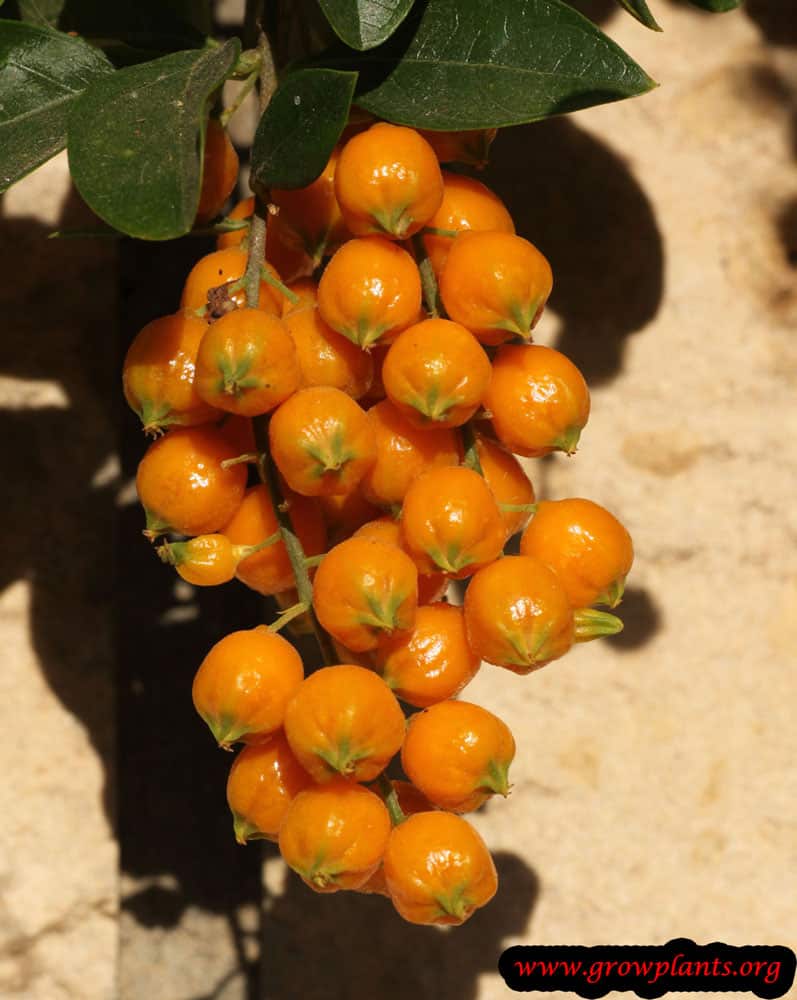 Duranta erecta fruits