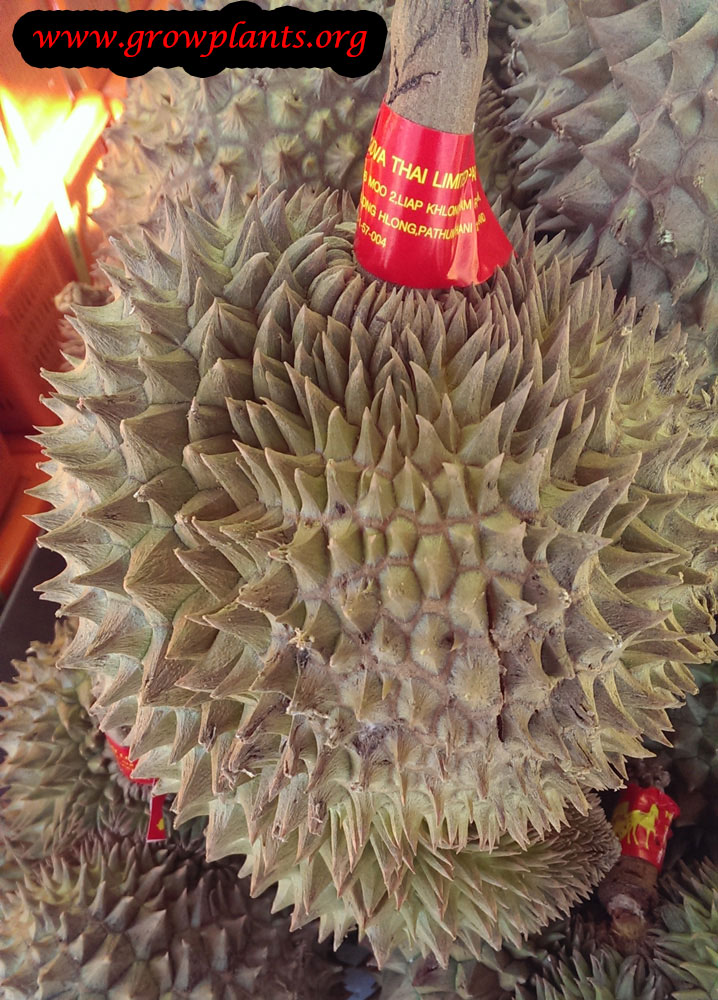 Durian How to grow & care