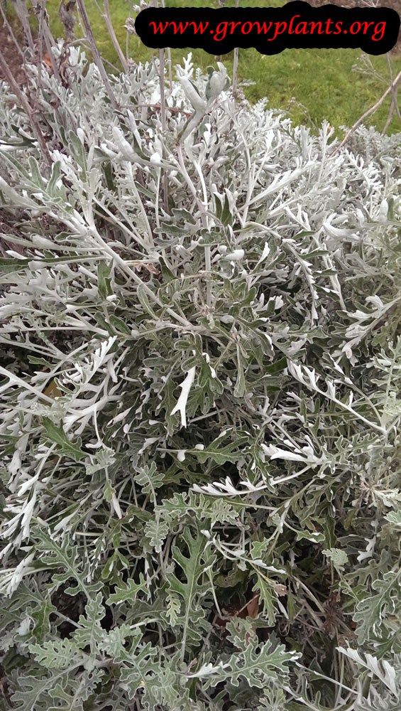Dusty miller plant How to grow &amp; care