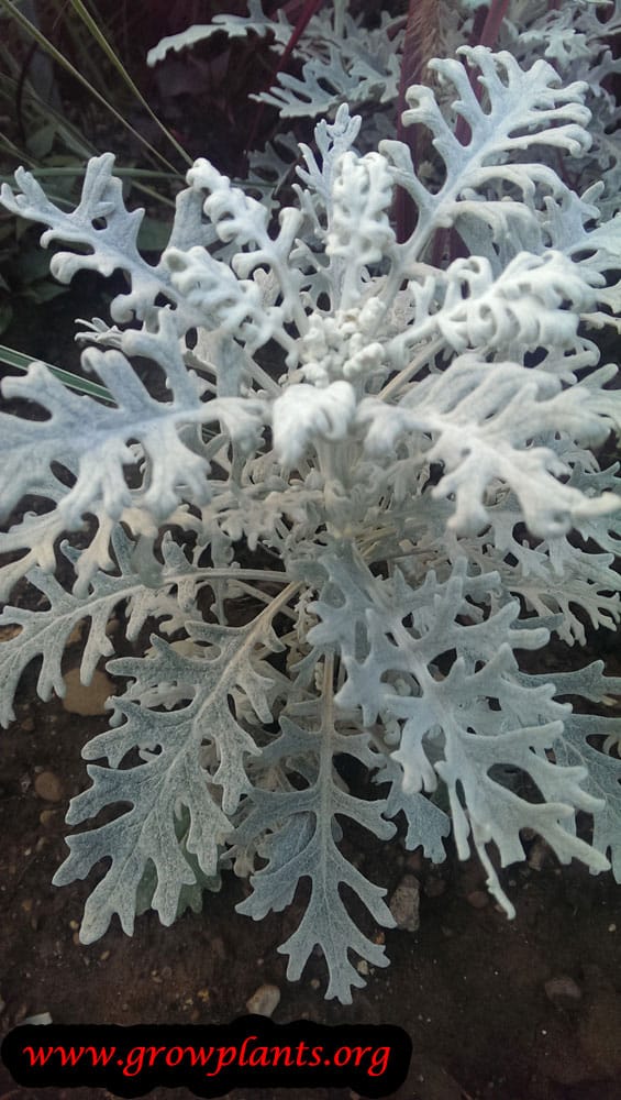 Dusty miller plant How to grow &amp; care