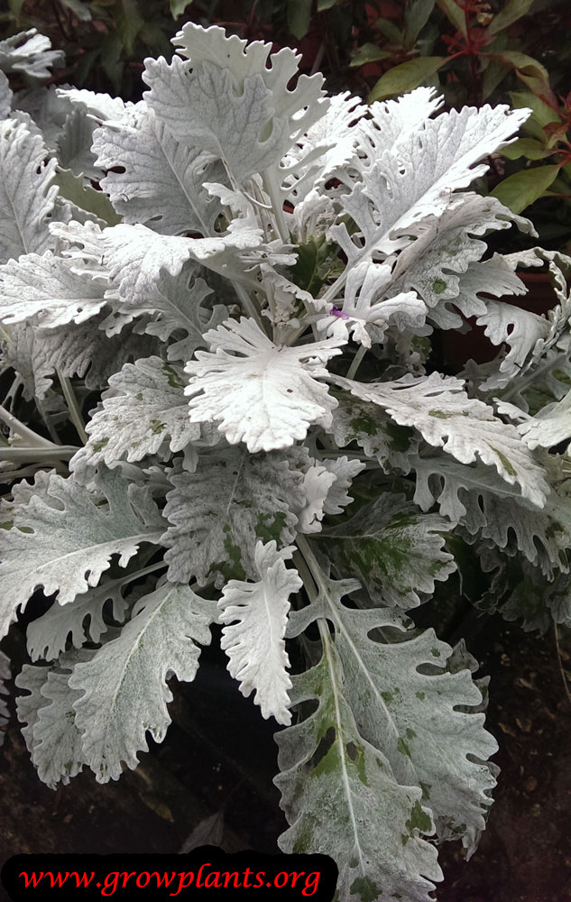 Dusty miller plant How to grow &amp; care