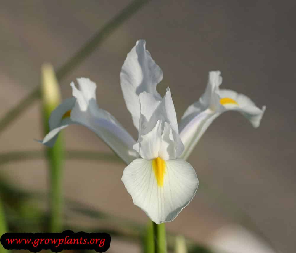 Dutch Iris How to grow & care