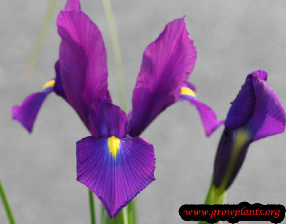 Dutch Iris