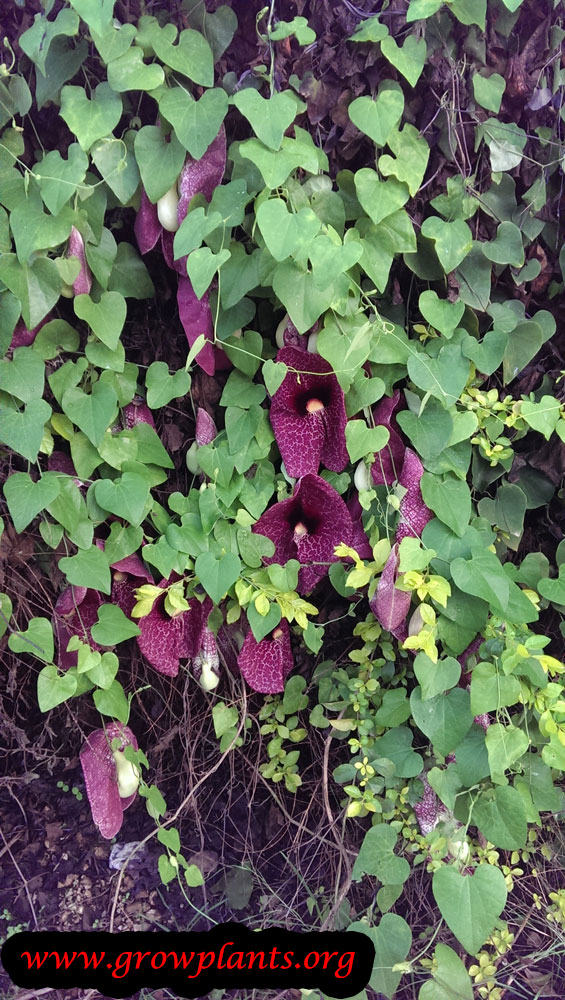 Dutchman's pipe How to grow & care