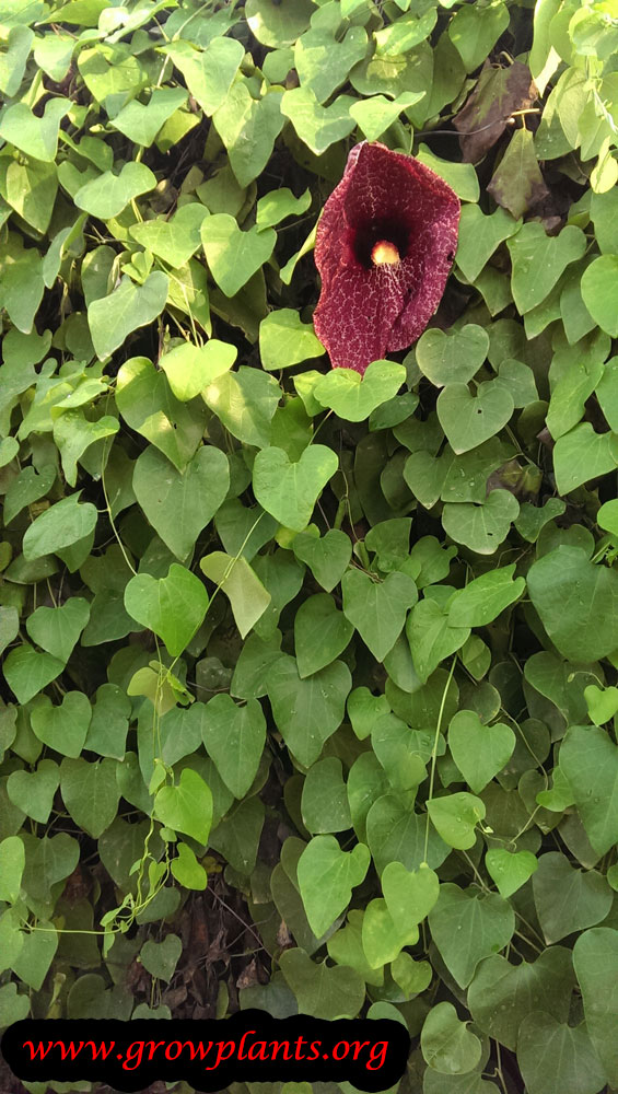 Dutchman's pipe How to grow & care