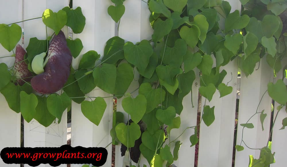 Dutchman's pipe How to grow & care