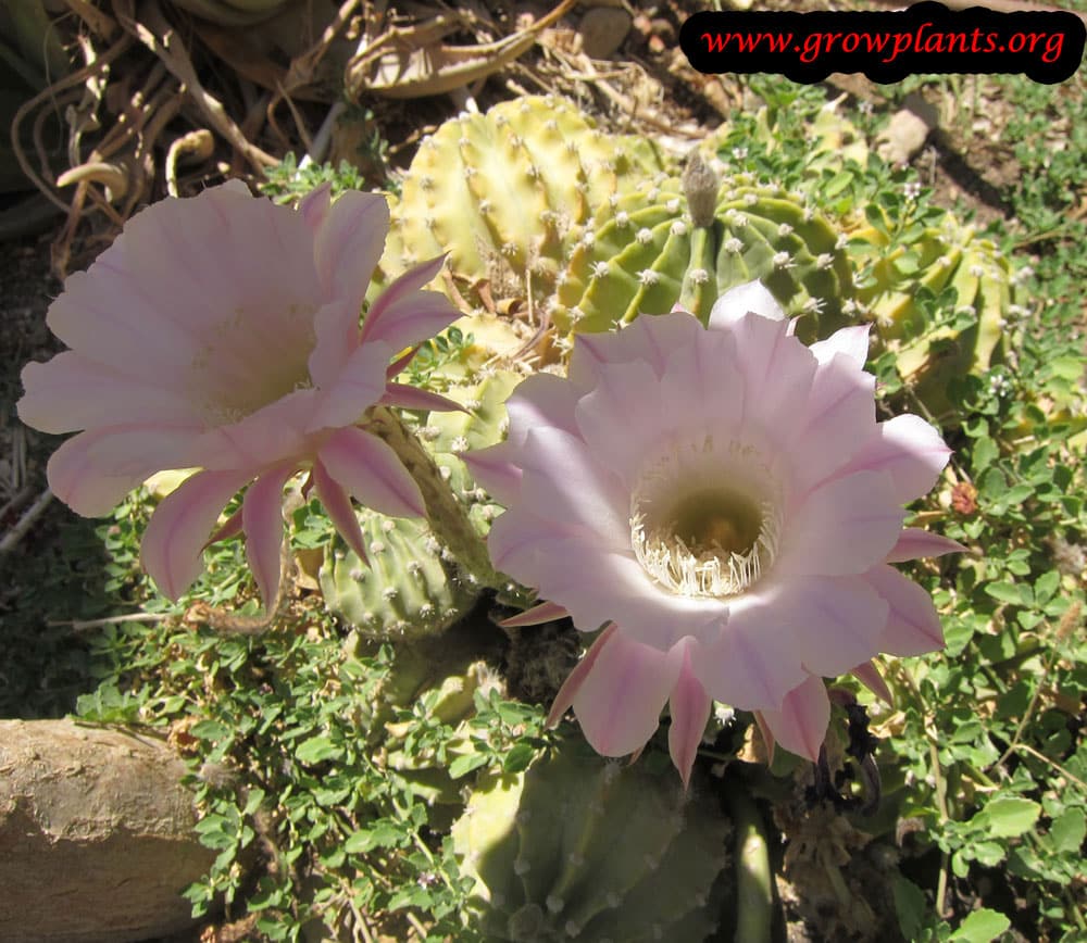 Echinopsis oxygona - How to grow & care
