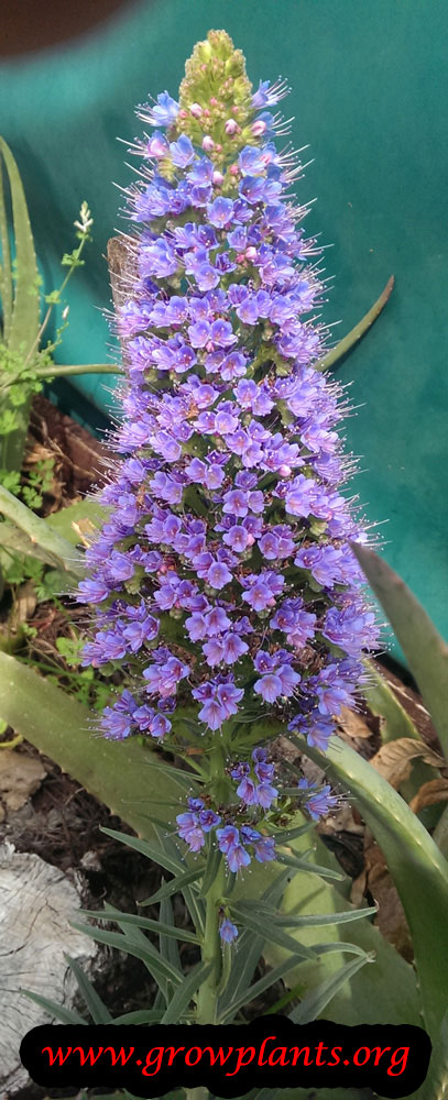Echium candicans
