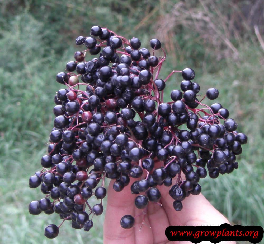 Elderberry fruits