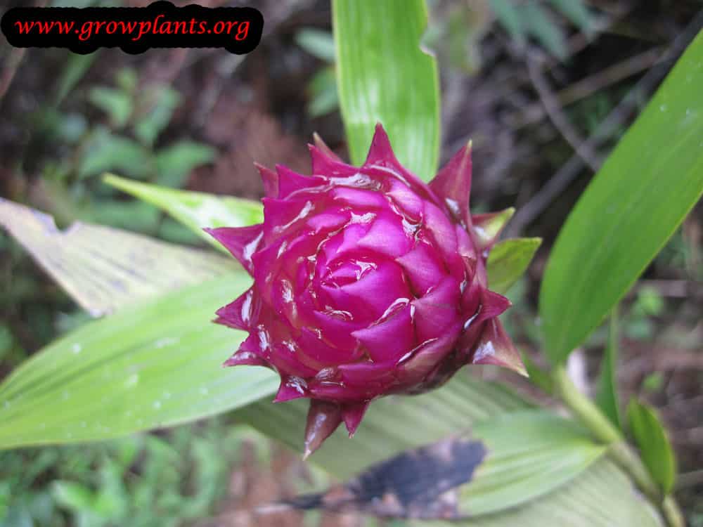 Elleanthus flower