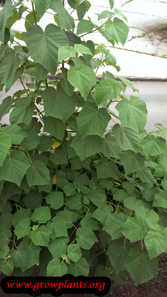 Empress tree How to grow & care