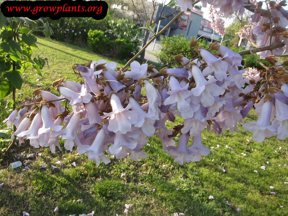 Empress tree How to grow & care