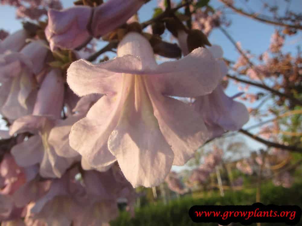 Empress tree How to grow & care