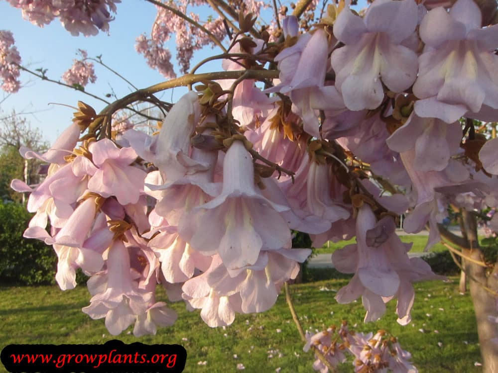 Empress tree How to grow & care