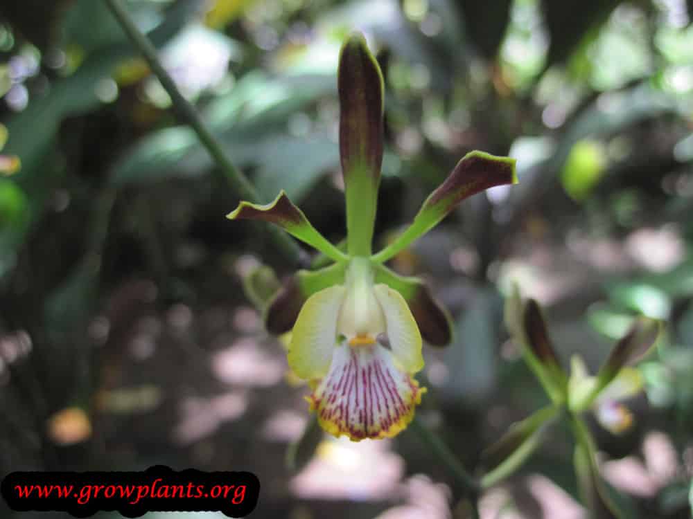Encyclia alata