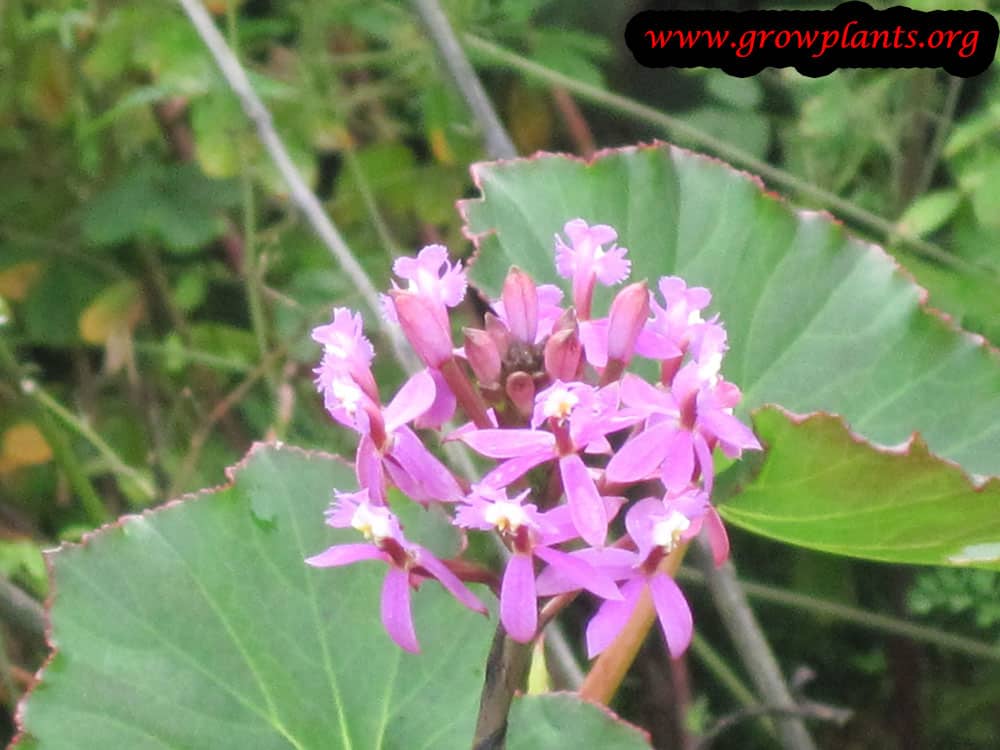 Epidendrum plant