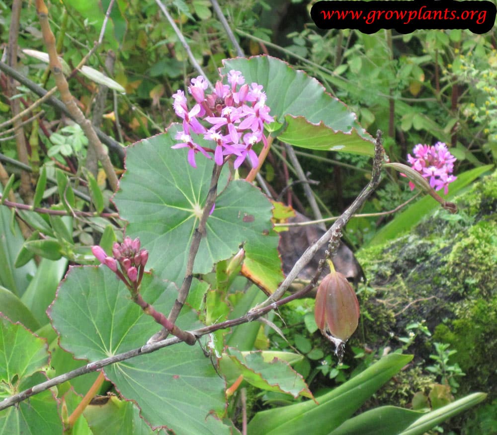 Epidendrum