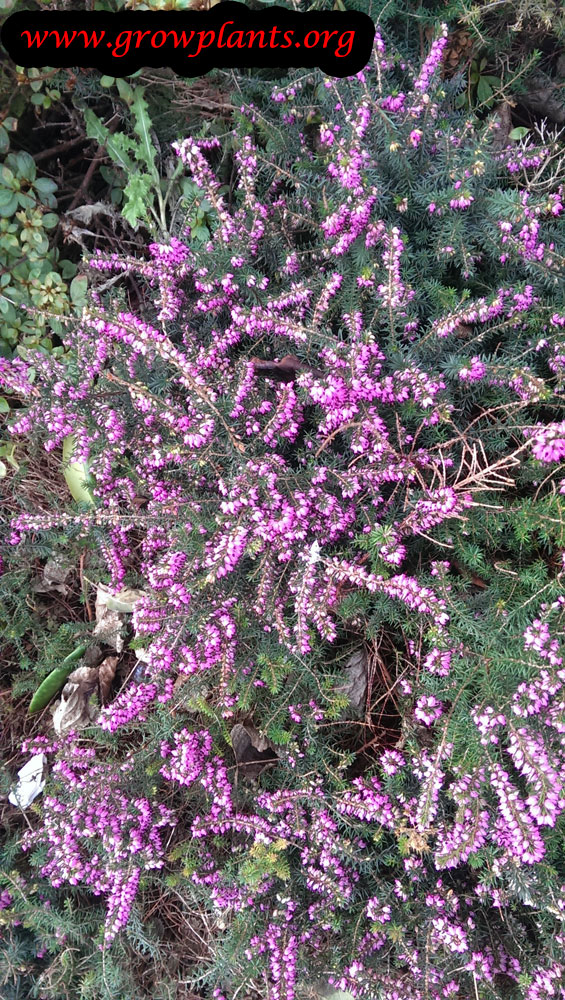 Erica carnea plant care