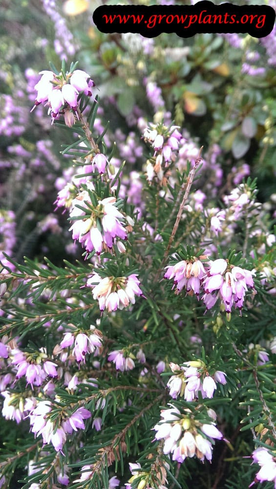 Erica carnea