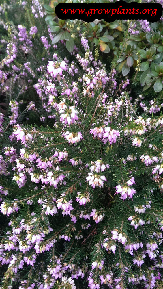 Growing Erica carnea