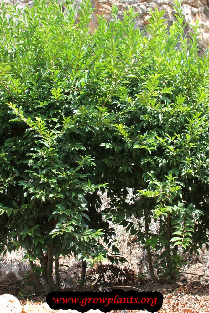 Eugenia involucrata