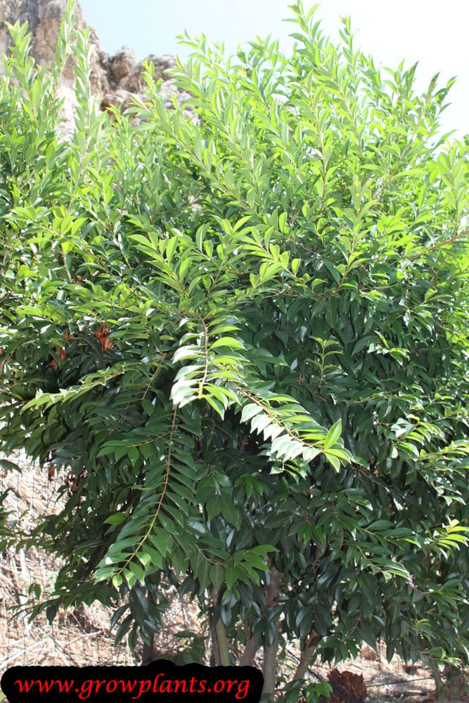 Growing Eugenia involucrata
