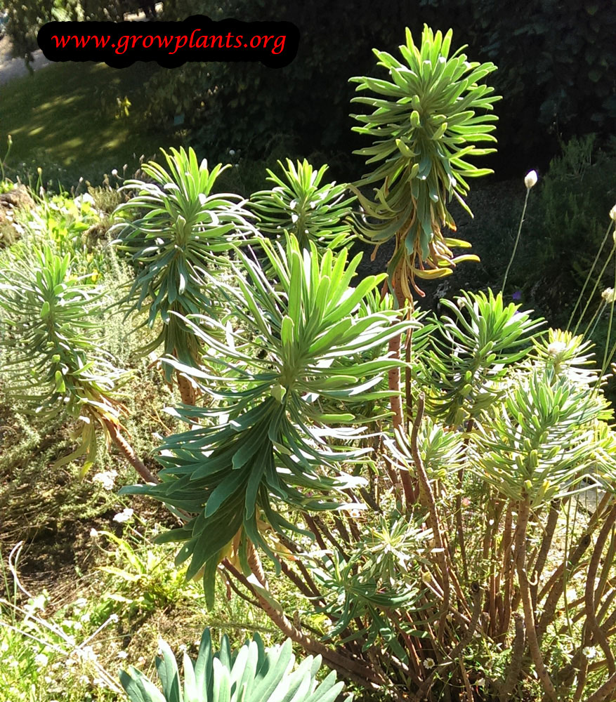 Euphorbia characias