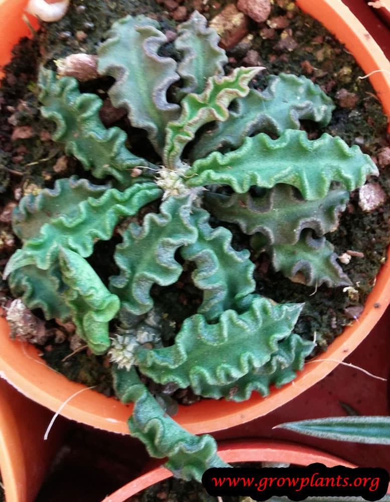 Euphorbia decaryi
