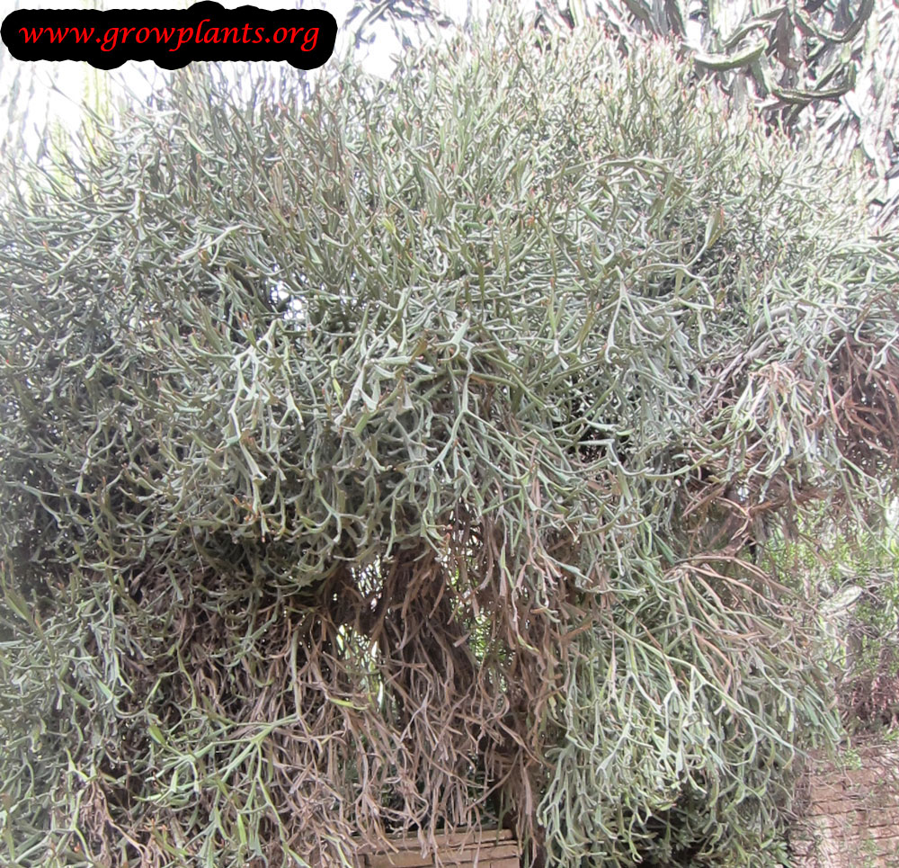 Euphorbia enterophora