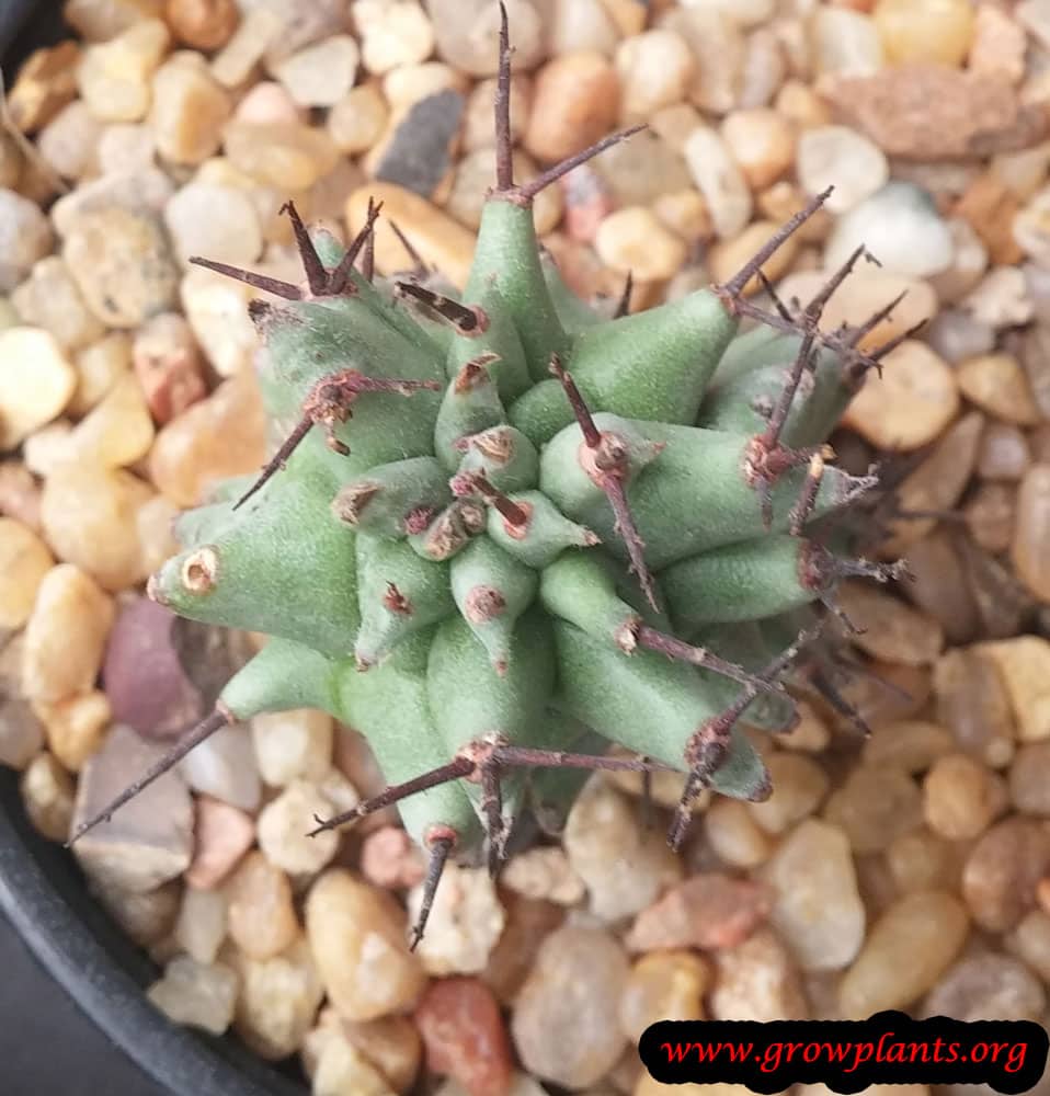 Growing Euphorbia horrida