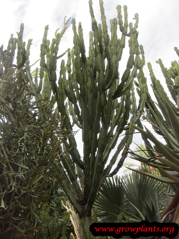 Euphorbia ingens