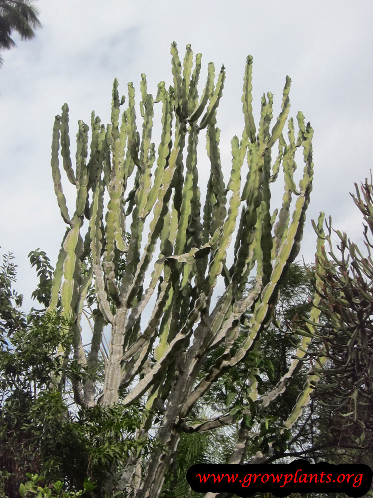 Growing Euphorbia ingens