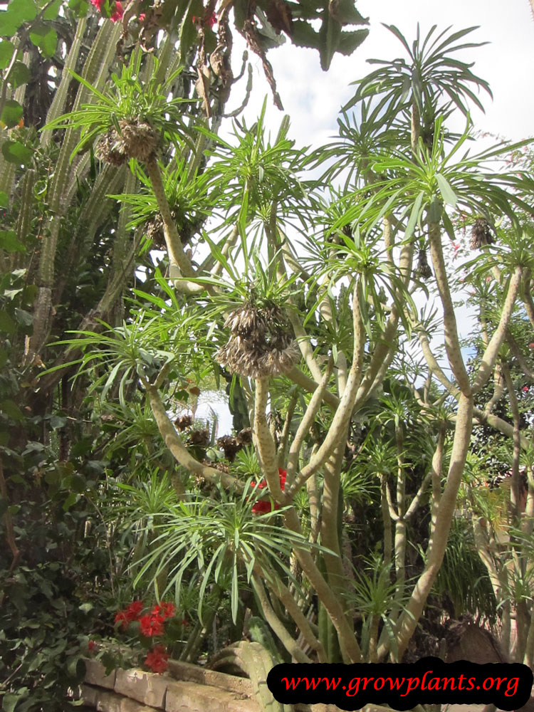 Euphorbia lambii How to grow & care