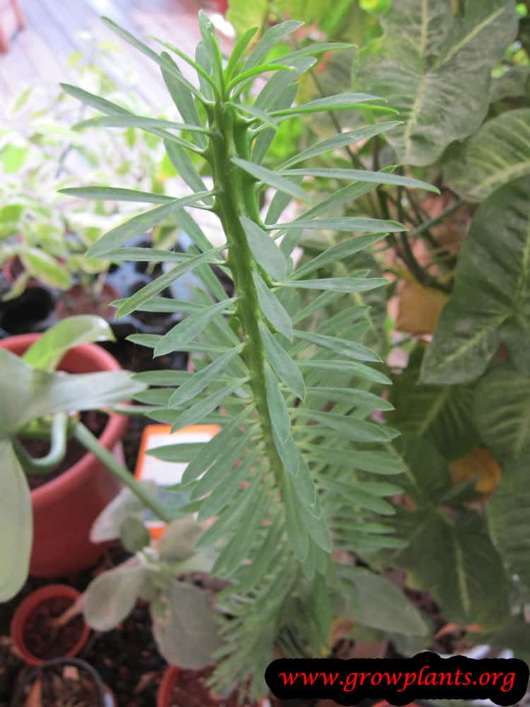 Euphorbia loricata