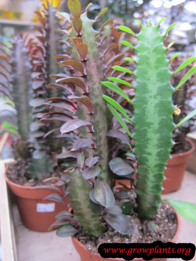 Euphorbia trigona