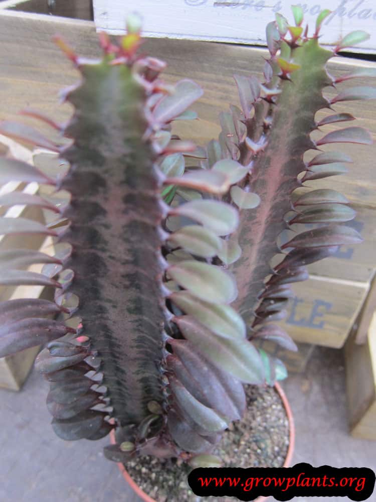Euphorbia trigona plant care