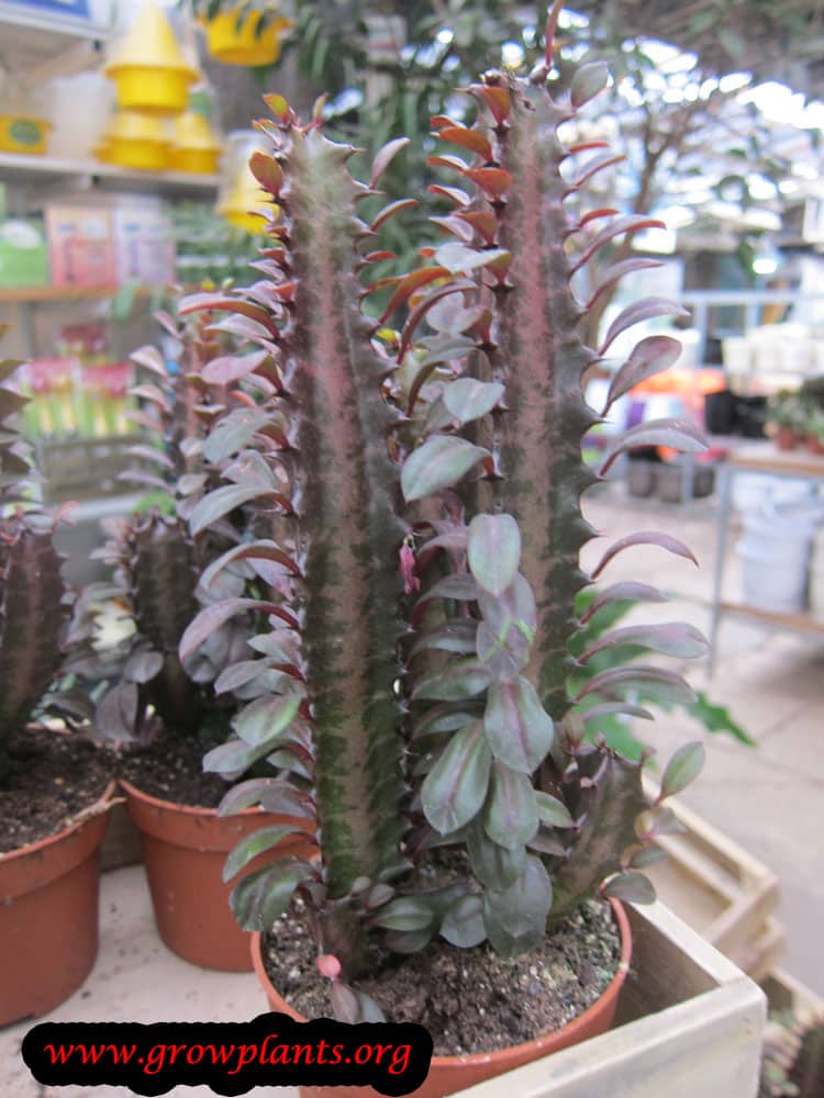 Growing Euphorbia trigona plant