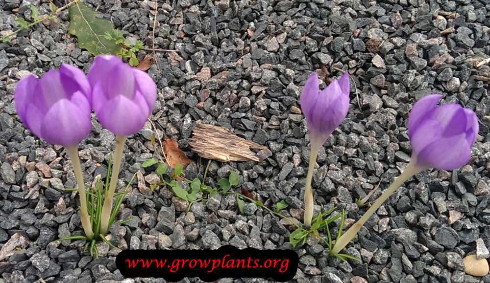Fall crocus