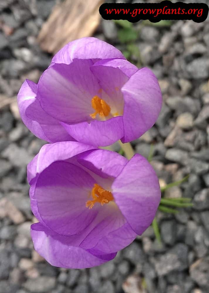 Fall crocus flowers