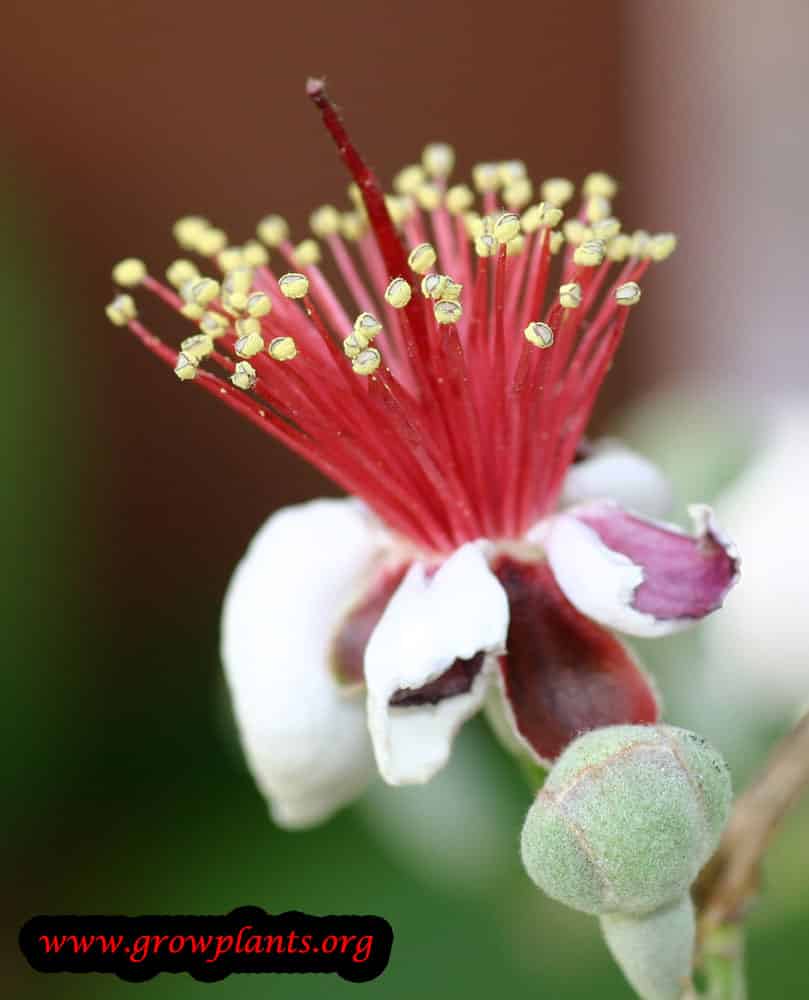 Feijoa How to grow & care