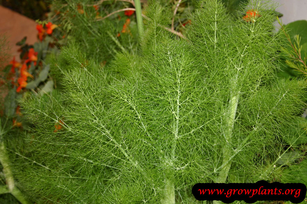 Fennel plant