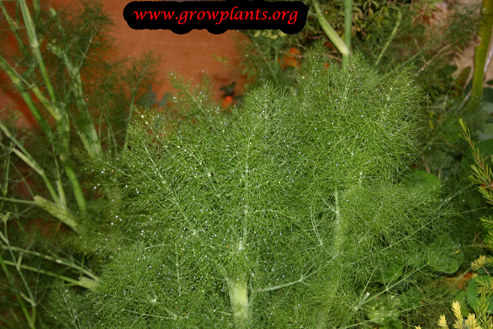Growing Fennel plant